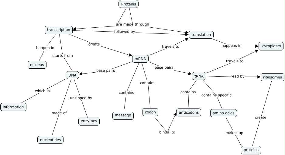 Protein Synthesis Concept Map What Is The Process Of Protein Synthesis